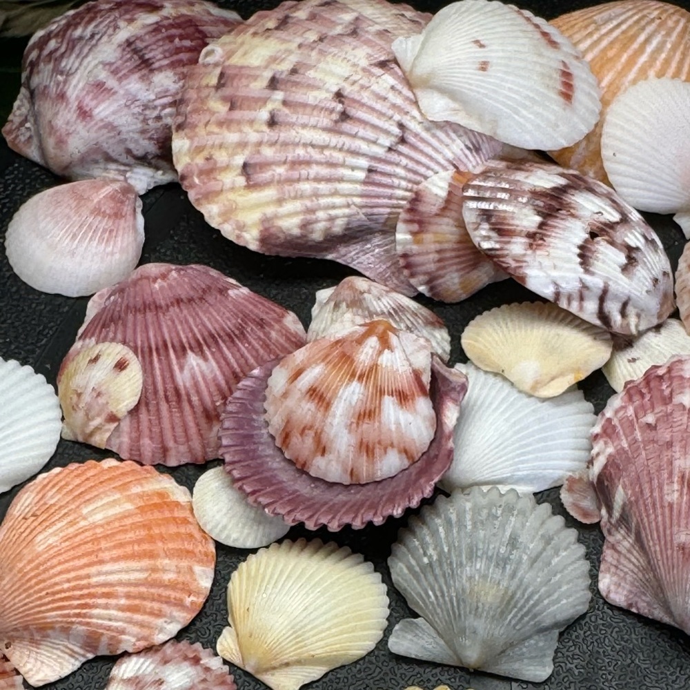 50 Colorful FLORIDA CALICO SCALLOPS SHELLS CRAFTING DIY COLLECTING MIXED LOT
